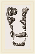 Teeth of Skunk