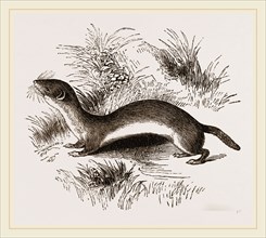 Weasel