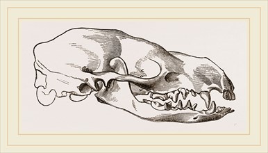 Skull of Teledu