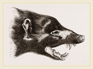 Head of Skunk