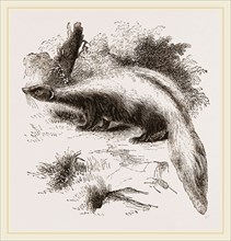 Skunk