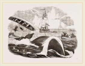 Dangers of the Whale Fishery