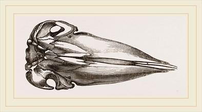 Skull of Spermaceti Whale seen from below