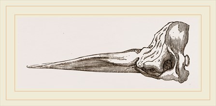 Skull of Spermaceti Whale in profile