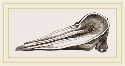 Skull of Spermaceti Whale seen from above