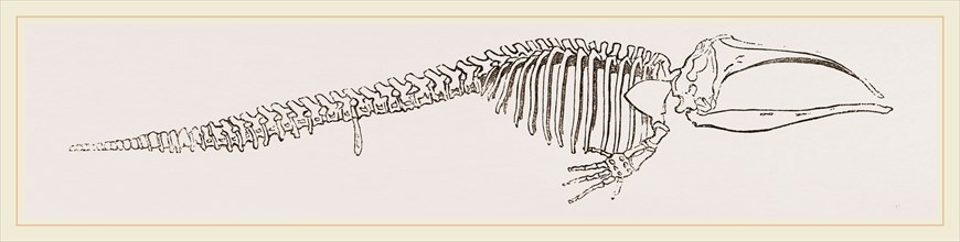 Skeleton of Greenland Whale