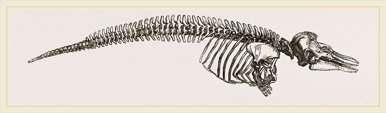 Skeleton of Porpoise