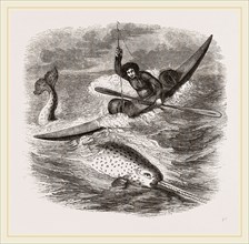 Spearing the Narwhal