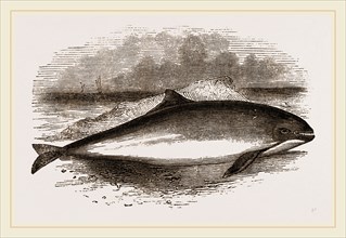 Common Porpoise