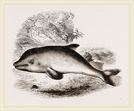 Common Porpoise