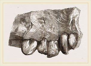 Fossil Teeth of Zeuglodon