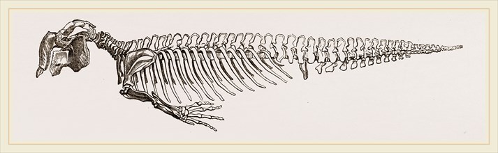 Skeleton of Dugong