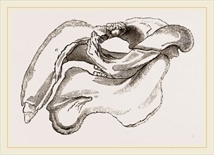 Skull of Dugong