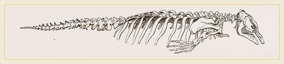 Skeleton of Manatee