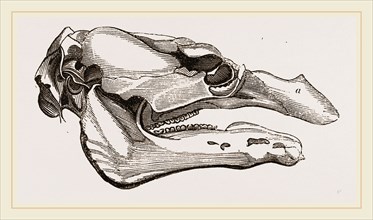 Skull of Manatee