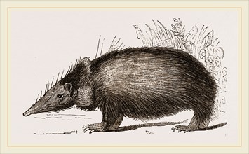 Tenrec