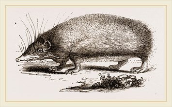 Spiny Tenrec