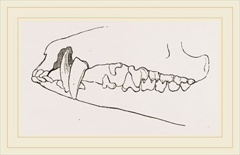 Teeth of Tenrec