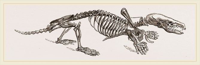 Skeleton of Mole