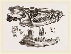 Skull and Teeth of Solenodon