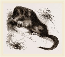 Star-nosed Mole