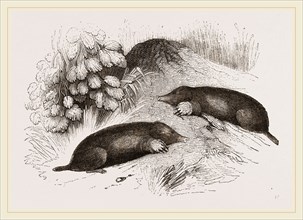 Common Moles