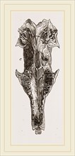 Skull of Solenodon