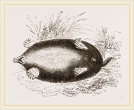 Shrew-Mole