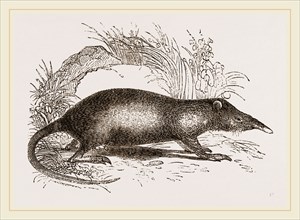 Solenodon