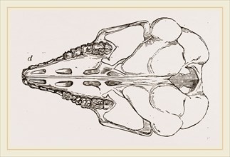 Skull of Cape Elephant-Shrew