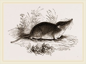 Common Shrew