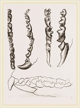 Teeth of Shrew