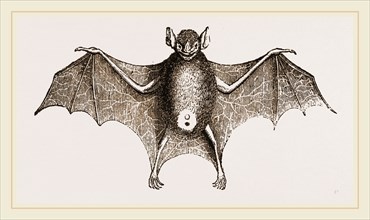 Greater Javelin-Bat
