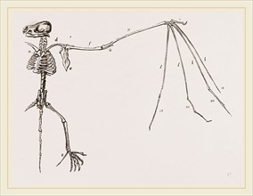 Skeleton of Bat