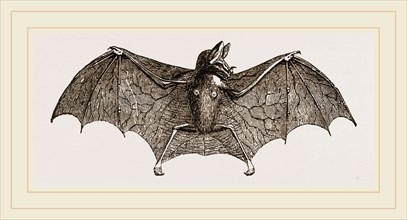 Vampire-Bat