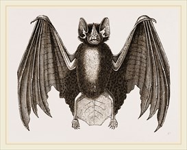 Crenulated Javelin-Bat
