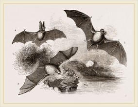 British Bats