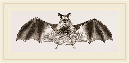 Splendid Horseshoe-Bat