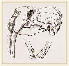 Skull and Lower Jaw of Walrus