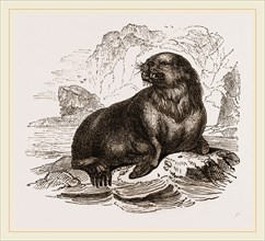 Forster's Sea-Lion