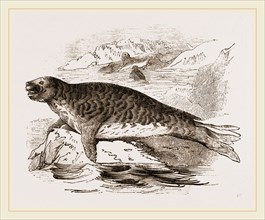 Elephant Seal, Female