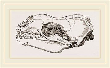 Skull of Sea-Leopard