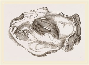 Skull of Sea-Lion