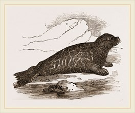 Immature Harp-Seal