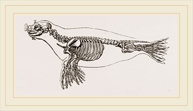 Skeleton of Seal
