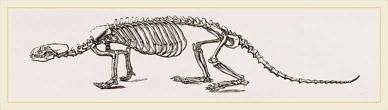 Skeleton of European River-Otter