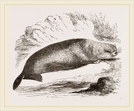 Sea-Otter