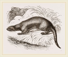 Otter