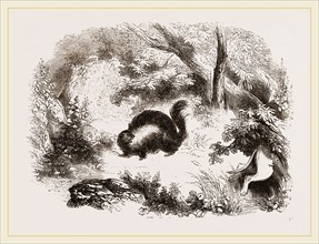Skunk