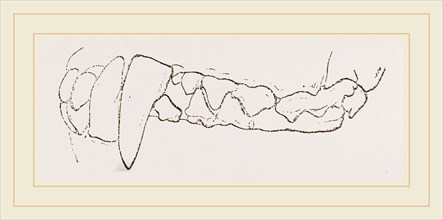 Teeth of Badger